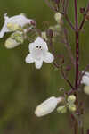 Manyflower beardtongue